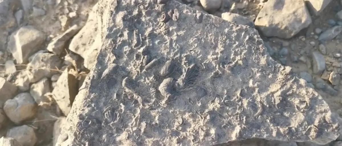 مواطن سعودي يعثر على كنز عمره ملايين السنين ويقلب حياته رأسًا على عقب!! شاهد