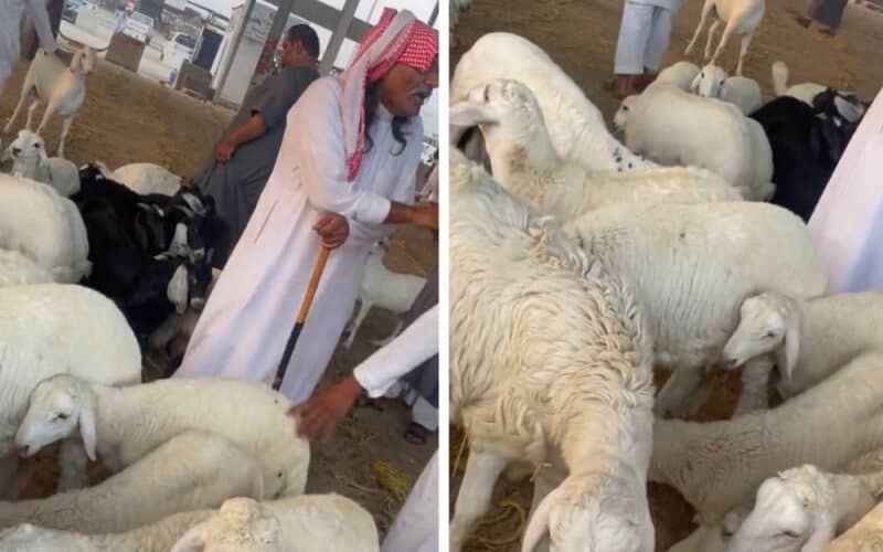 اسعار المواشي