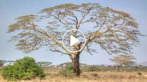 اوراق هذه النبات تنمو بالسعودية واستراليا على رواسب الذهب والألماس إذا عثرت عليه ستصبح من الأثرياء