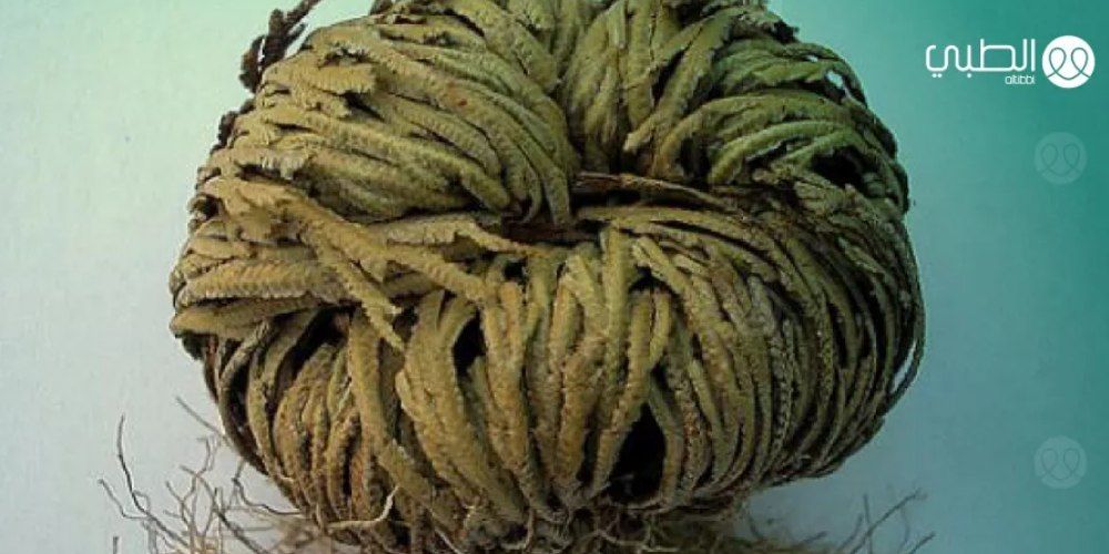 5 فوائد جبارة لعشبة كف مريم للنساء ونتائجها مجربة .. تعرف عليه 