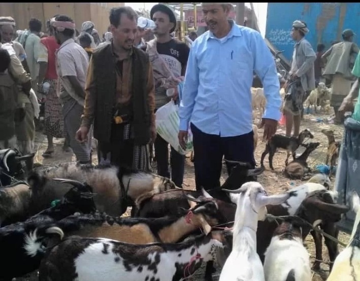 وداعاً لغش الماشية .. مستثمر في المواشي يكشف طرق زيادة حجم الأضحية قبل بيعها في الأسواق