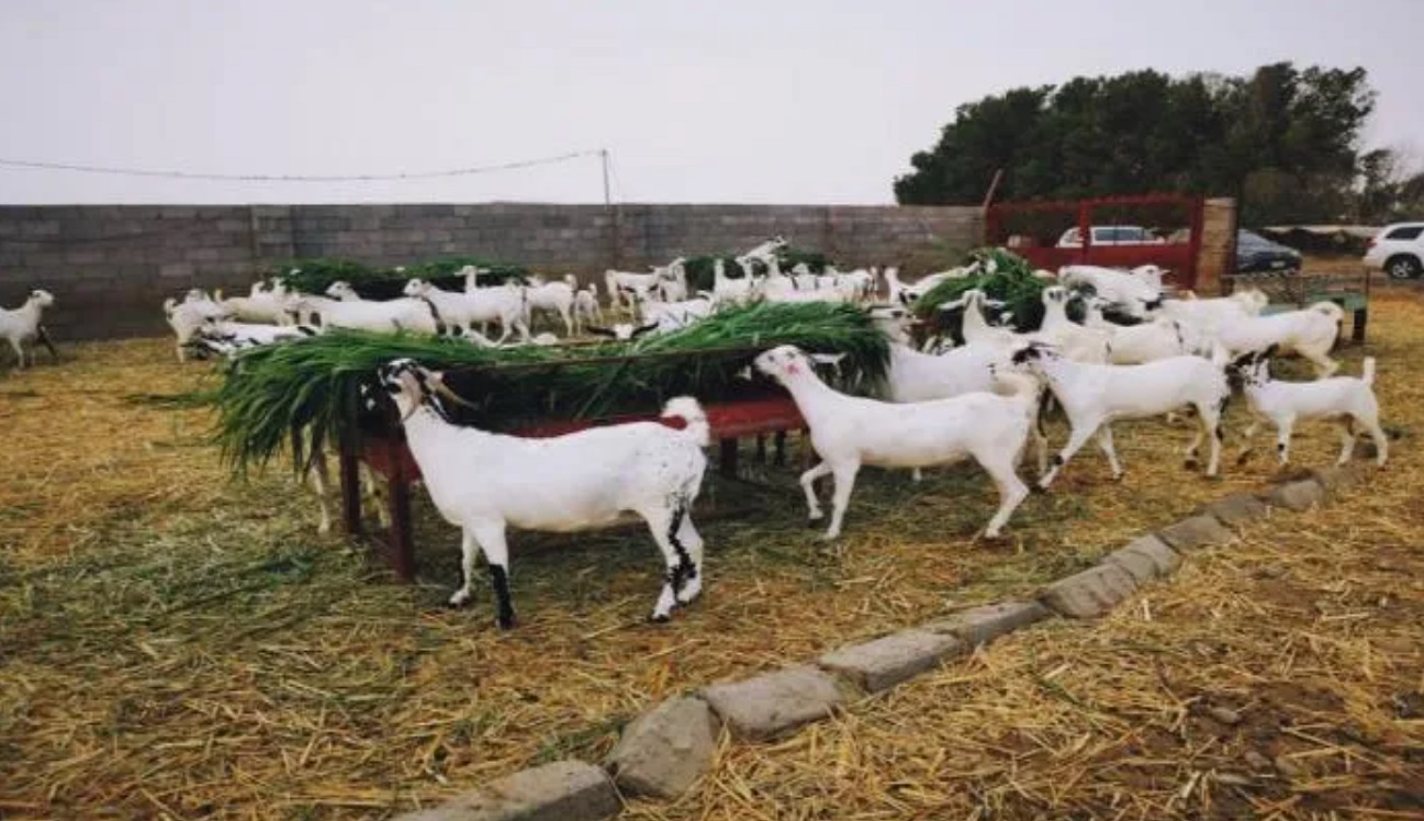 الماعز