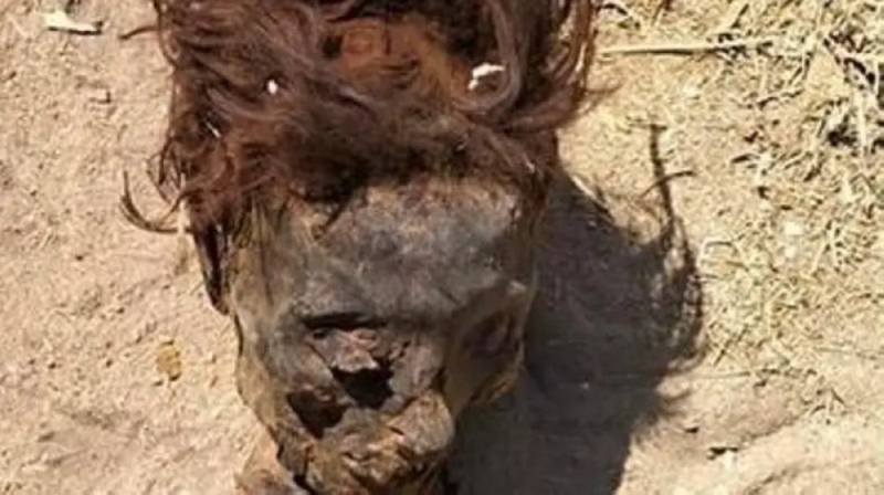 مصر .. شاهد بالصور رأس فتاة مفصولة عن جسدها ومتحللة تثير الهلع .. والجهات الأمنية توضح