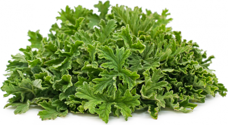 عشبة معطرة