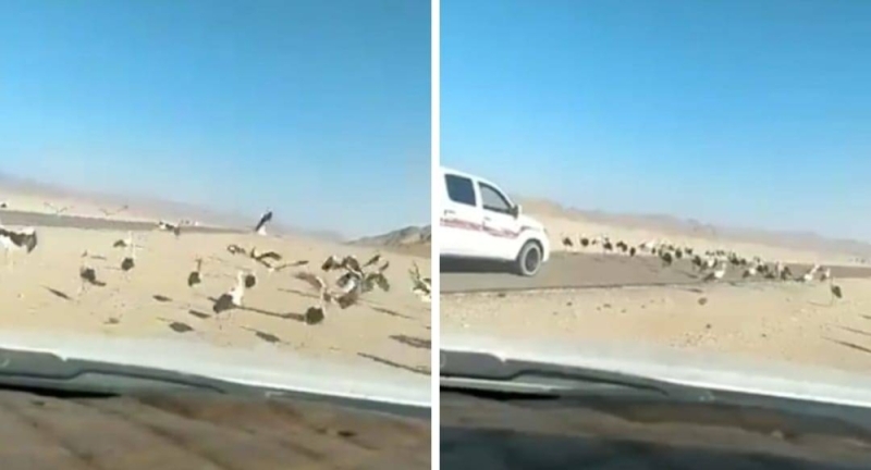 طيور مهاجرة تغلق احد الطرق في المملكة العربية السعودية 