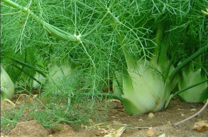 اليك هذه الحيلة البسيطه تجعلك أقوى بأضعاف مضاعفة على فراش النوم وتغنيك عن الفياجرا وجميع المنشطات