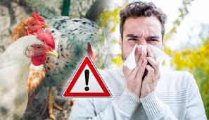 انفلونزا الطيور