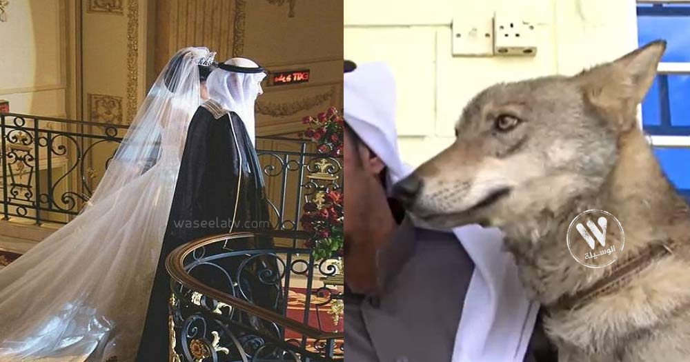 ادخل عليها حيوان مفترس ..عروس سعودية تبكي وهي تروي قصة شهر العسل مع زوجها !..تفاصيل مؤثرة