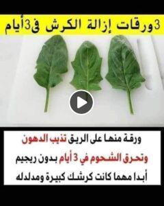 معجزة ربانية.. ورقة منها على الريق تذيب الدهون وتحرق الشحوم في 3 أيام  حتى لو كانت كرشتك كبيرة ومدلدله