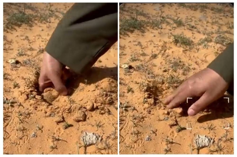 شاهد .. لحظة تعرض شاب سعودي لـ هذا الشي الصادم أثناء بحثه عن فقع الزبيدي