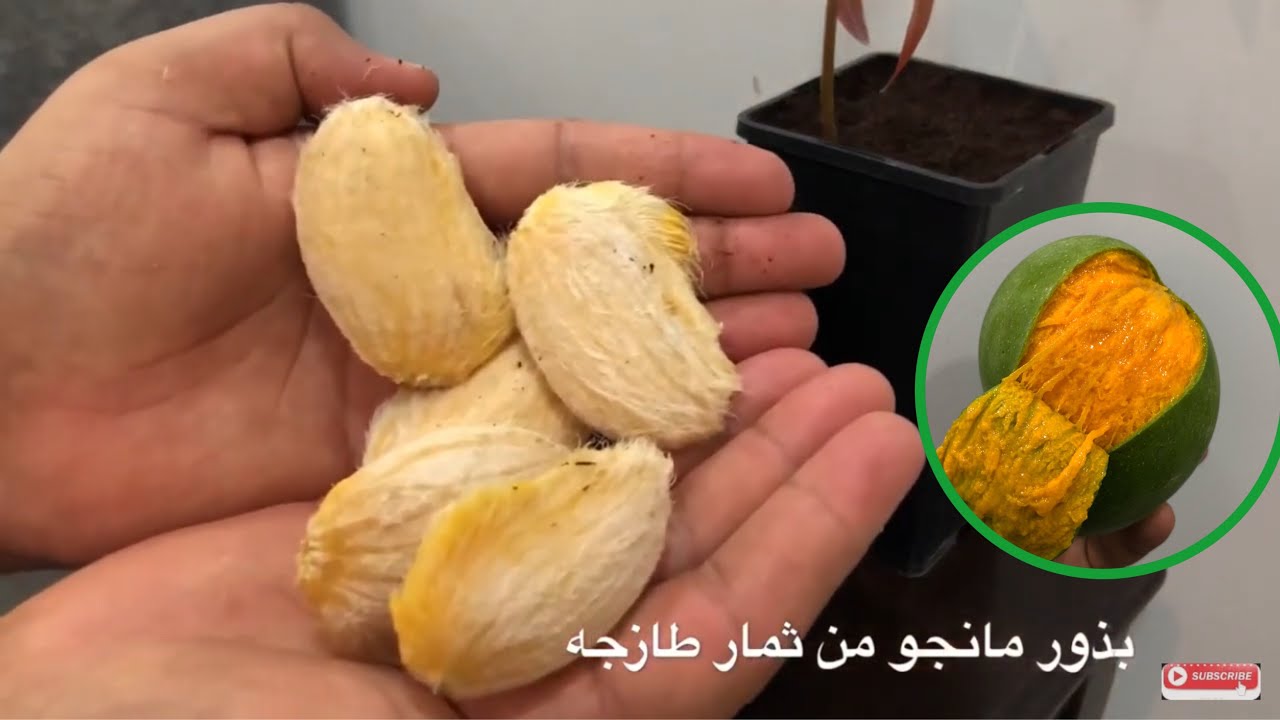 لن ترميها بعد اليوم .. بذور المانجو  معجزة علاجية لمرضى السكري والجلد والشعر وفوائد أخرى لا تتوقع بعضها؟ 