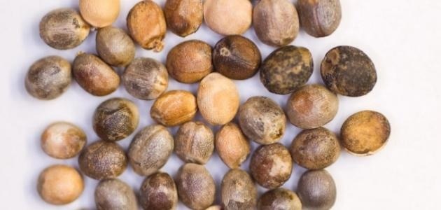 نعمة من ربنا .. عشبة مذهلة تعالج النقرس والملاريا وآلام المفاصل وانسداد الأمعاء والأرق والكثير من الأمراض لن تتوقعها (تعرف عليها)