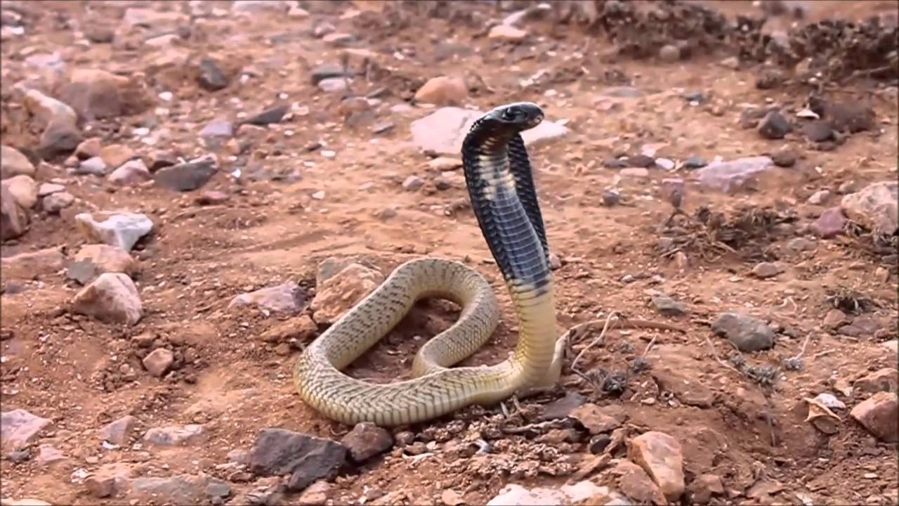 احذر قبل فوات الأوان..هذه الأشياء هي سبب أساسي لوجود الثعابين والفئران والبرص في المنزل (لا تخطر على بال)
