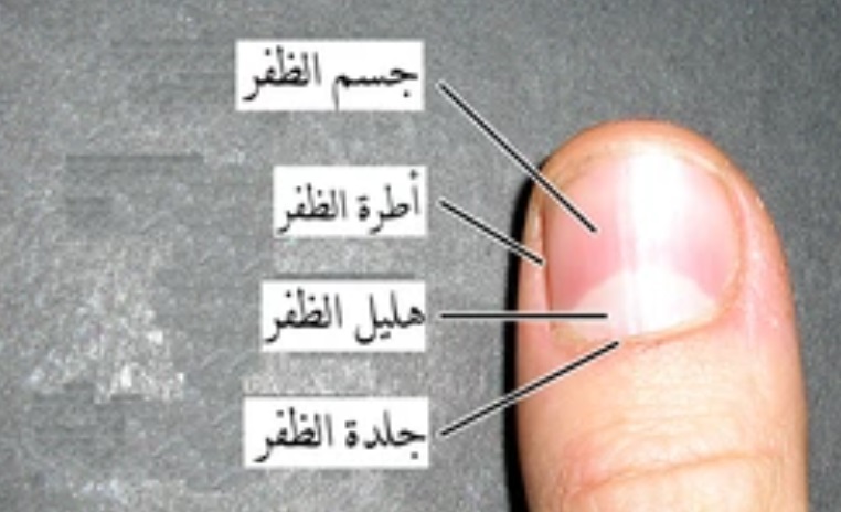 ماذا يعني نصف الهلال على الظفر