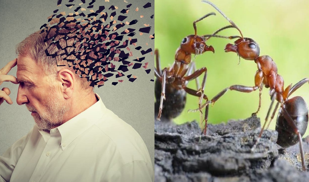 النمل