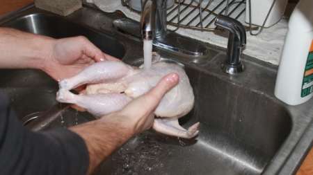 الدجاج