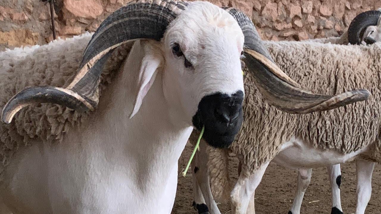 شاب عربي يقرر ذبح زوجته الثرية أمام اطفالها لأنها رفضت له هذا الطلب !