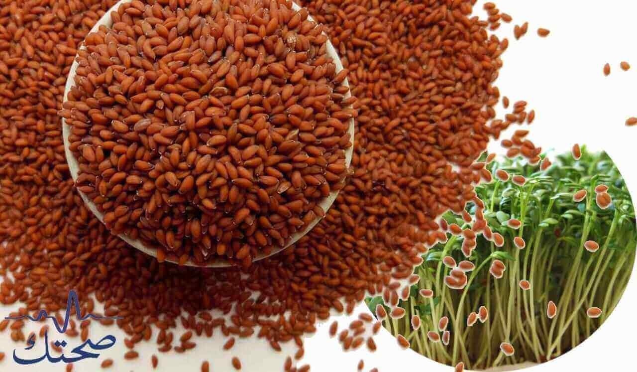 بذزر الشيا 