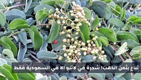 تباع بثمن الذهب في العالم! ..شجرة الحلص لاتنموا الا في السعودية تعرف عليها فقد تكون سعيد الحظ