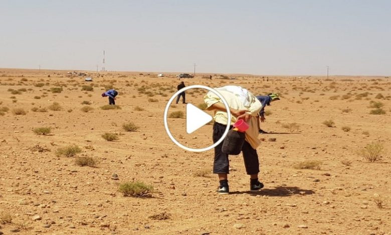 بهذه الدولة العربية.. مهنة تدر أرباح طائلة وسعر الغرام الواحد يباع بأكثر من 1000 دولار.. شاهد
