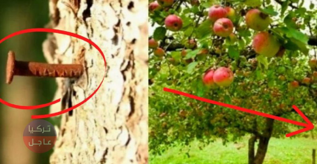 تعرف على سبب غرز المزارعون لمسامير حديدية في جذع الشجرة