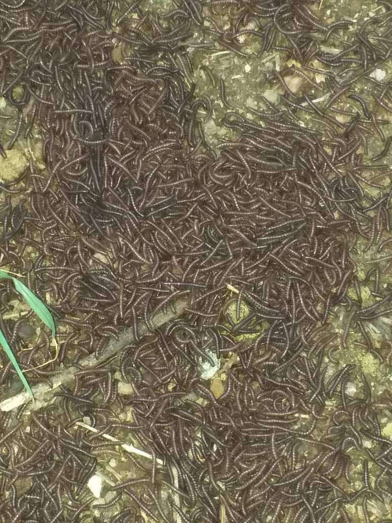 حشرة خطيرة مجهولة