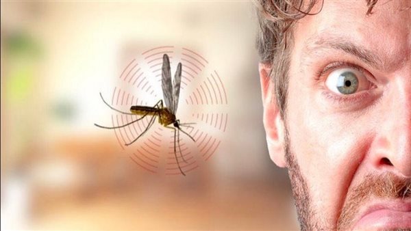 اجابة صادمة .. لهذا  يترك الناموس كل أنحاء الغرفة ليحلق ويصدر اصوات مزعجة عند أذنيك !