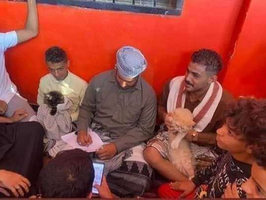 زفاف قط و قطة في اليمن