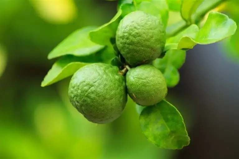 البرغموت