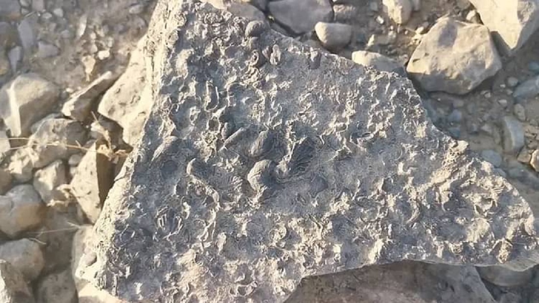 مواطن سعودي يعثر على «كنز ثمين» في منطقة جازان ويعود عمره لملايين السنين .. شاهد الصورة
