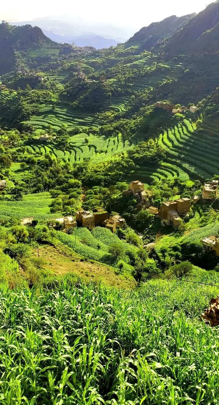 شاهد بالصور ..معجزة عالمية تظهر على يد أبناء وصاب في الجمهورية اليمنية 