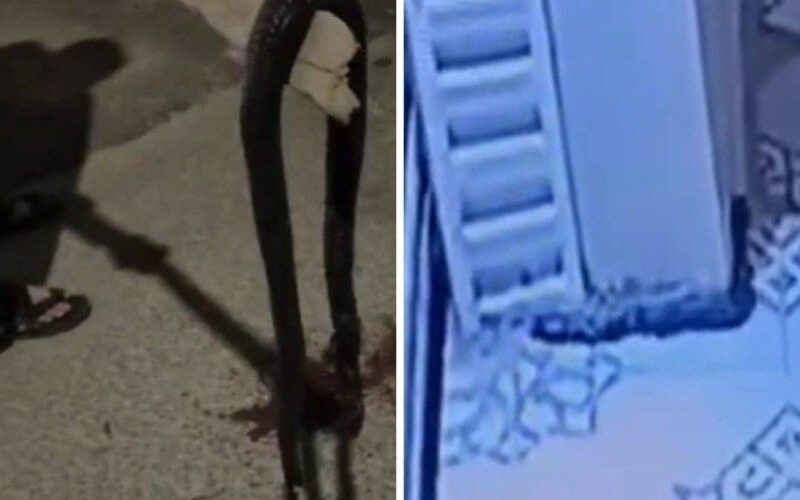 شاهد الفاجعة..ثعبان عملاق هاجم مواطن سعودي في منزله وعندما أوشك على إلتهامه حدثت المفاجأة!!