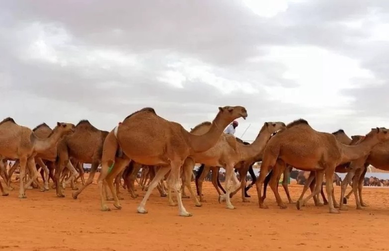 لهذا السبب السعودية تعلن طرد جميع ملاك الابل والمواشي الاجانب وهذا اخر موعد قبل القبض عليهم