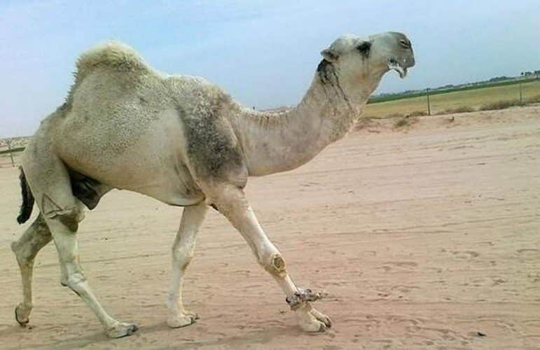 مفاجأة أفعى مرعبة تدخل بطن جمل هائج وهو حي وعندما استقرت في أحشائه حدث مالا يخطر في بال أحد!..شاهد