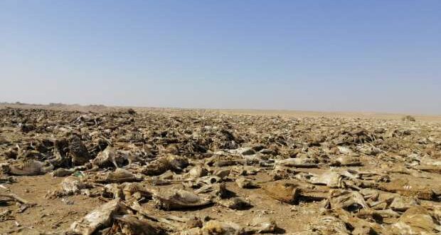العثور على مقبرة جماعية لهياكل حمير مذبـوحة في مصر .. والمفاجأة الكارثية تقديمها كطعام !