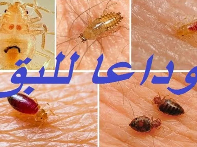 اليك أسرع طريقة تقضي بها على جميع الحشرات والنمل والصراصير في المنزل.. وفر فلوسك 