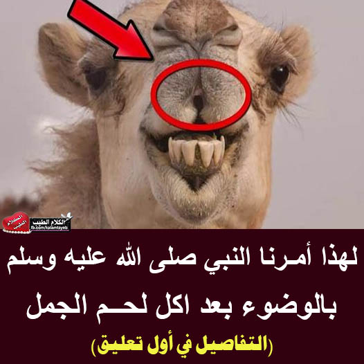 هل تعلم لماذا أمـرنا النبي ﷺ بالوضوء بـعـد أكـل لـحـم الجمل ؟ .. الإجابة صادمة