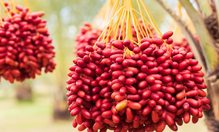  البلح الأحمر يتميز بفوائد عديدة ويحمي من أمراض كثيرة 