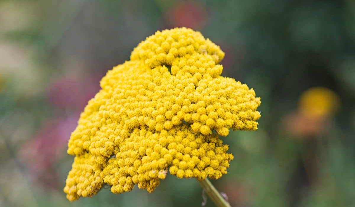 عشبة القيصوم