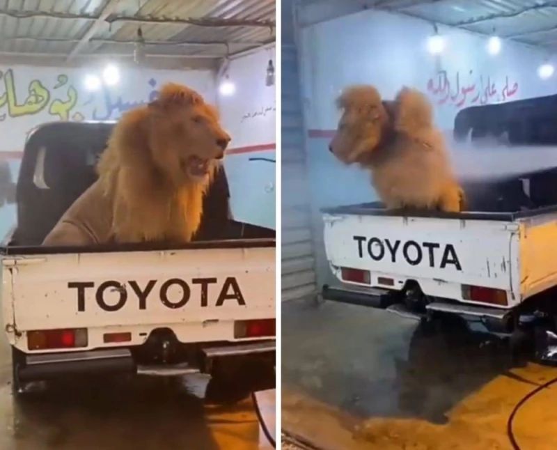 شاب سعودي يقوم بتغسيل أسد ضخم في سرويس سيارات... وما فعله الأسد به أفزع قلوب الجميع .. (شاهد)