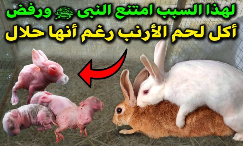 لحم الارتب