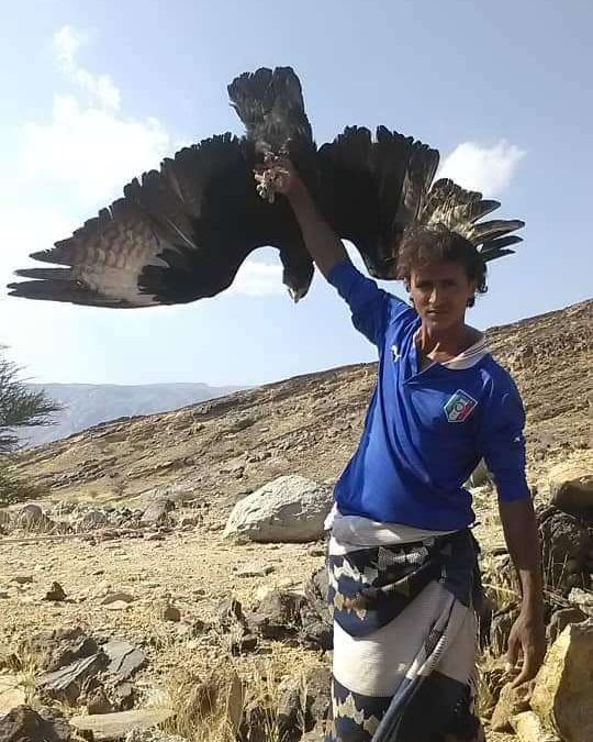 العثور على صقر نادر في محافظة يمنية لا مثيل له في الجزيرة العربية..شاهد الصور
