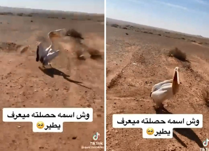لن تصدق!..مواطن سعودي يعثر على طائر البجع في البر .. وعندما حاول الاقتراب منه كانت المفاجاة(شاهد)