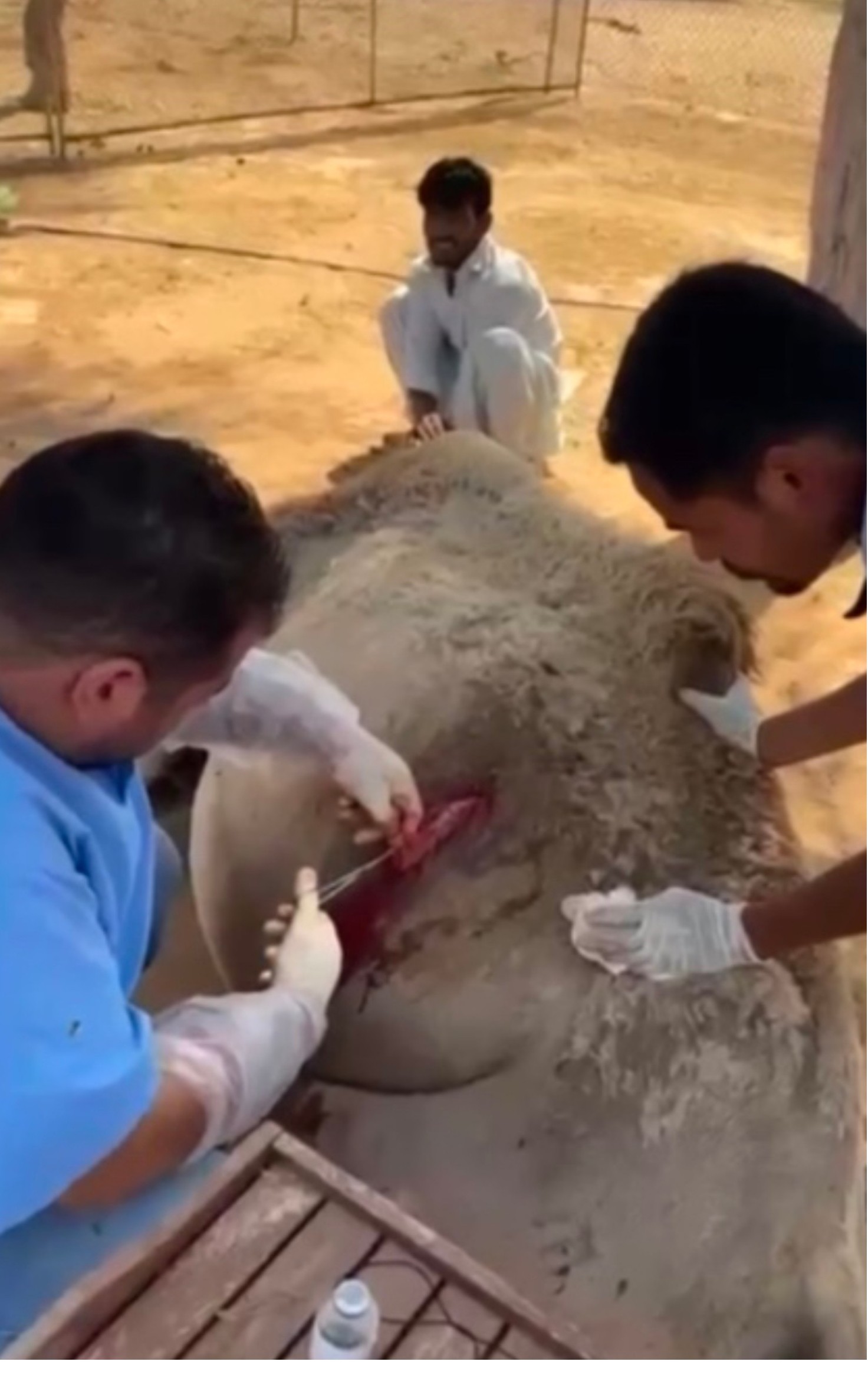 طبيب بيطري يجري عملية جراحية لناقة.. وعند فتح بطنها كانت المفاجأة !..شاهد 