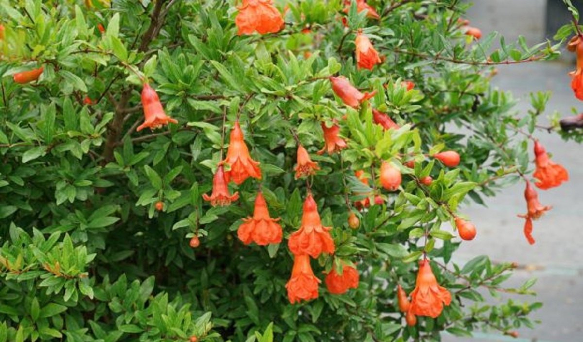 زهر الرمان