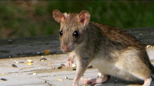 كيف تتخلص من الفئران في منزلك بدون الحاجة إلى استخدام مواد كيميائية ؟