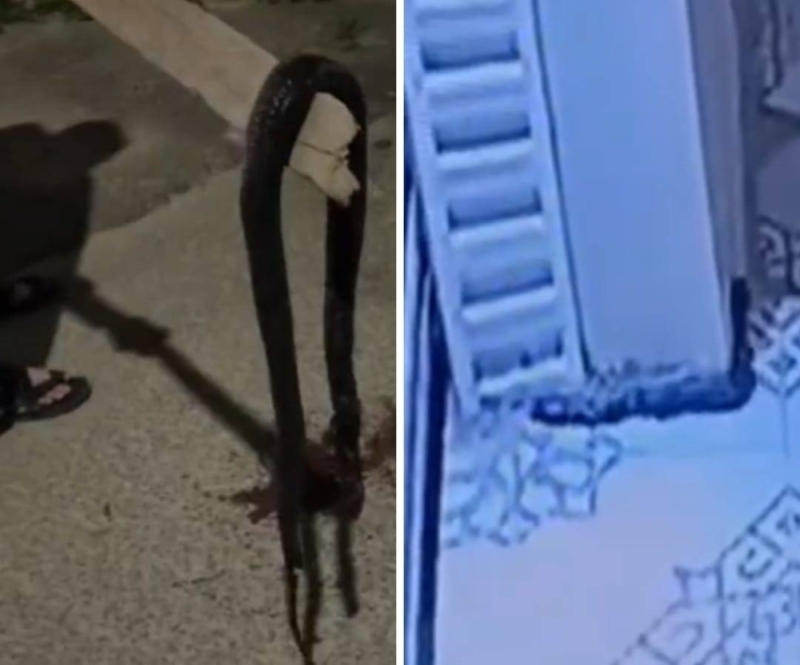 فيديو يحبس الانفاس ثعبان أسود ضخم يتسلل إلى منزل مواطن سعودي والنهاية صادمة..شاهد