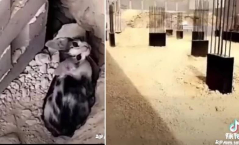 تفاصيل صادمه عن الجنية الغامضة التي أوقفت مقاول سعودي عن بناء مشروع ضخم ! 