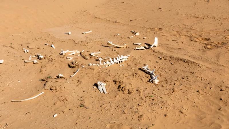 ماتوا عطشاً .. العثور على 20 جثة في صحراء هذه الدولة العربية !