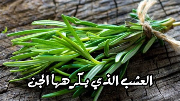 اكثر واقوى نبات يخاف منه الجن ويعالج الحسد والسحر والمس العاشق  .. تعرف عليه